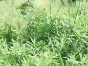 青岛女婿老婆怀孕和巨乳岳母乱伦 熟女岳母满足女婿要求车内乱伦内射